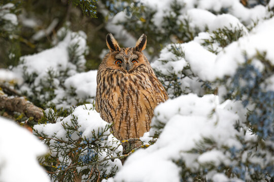 Long-eared owl perched in snow covered tree during winter