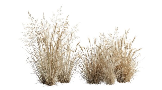 Golden wheatgrass clumps isolated on white background natural prairie vegetation for seasonal designs