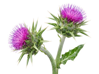 Fototapeta premium Two vibrant purple thistle flowers with sharp green spines