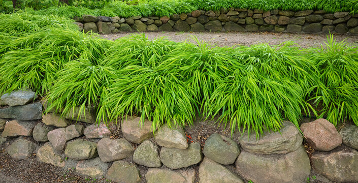 Hakonechloa macra grass, known as Japanese forest grass.