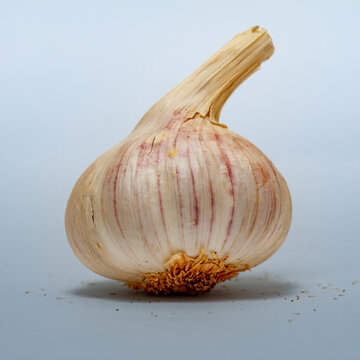 Fresh whole raw garlic bulb with purple streaks isolated on a plain studio background