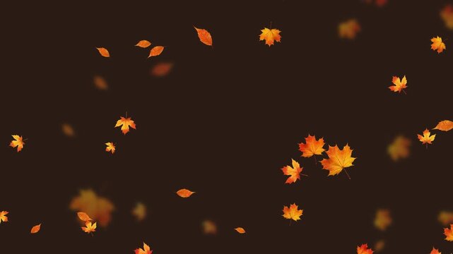 colorful autumn leaves falling on brown animation, leaf fall thanksgiving and Halloween celebration and sale video stream social media motion background