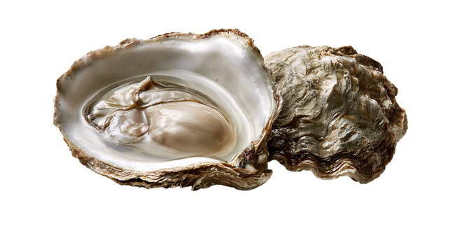Fresh raw oyster in open shell with smooth pearlescent interior