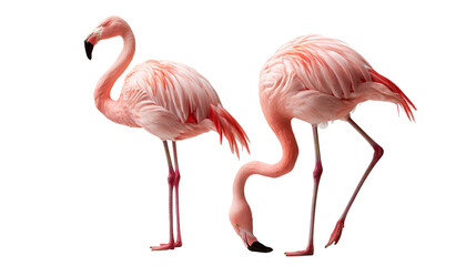 Two elegant pink flamingos standing with long necks and slender legs © Ari