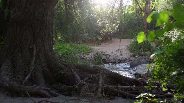 river in the forest 4