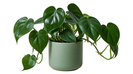 Lush heart-shaped green leaves of a trailing Philodendron plant in a ceramic pot © Ari
