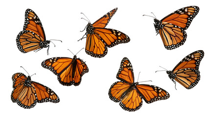 Multiple monarch butterflies with orange and black wings in various flight poses © Ari