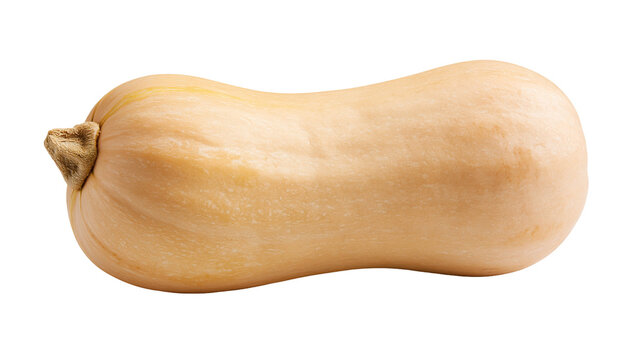 Whole raw butternut squash with smooth beige skin and small woody stem