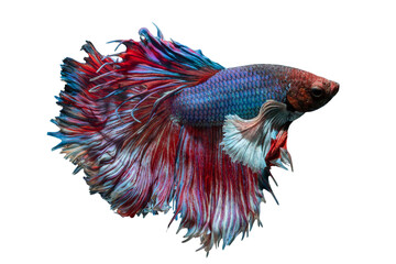 Vibrant Siamese fighting fish swimming with graceful blue and red flowing fins. © wannasak