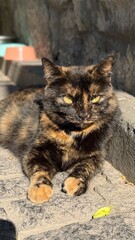 cat in the garden © Алекс Ренко