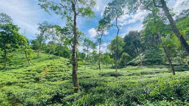 Beautiful Green Tea Plantation on Rolling Hills Under a Bright Blue Sky