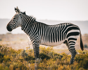 Zebra portrait © Marcel Rudolph-Gajda