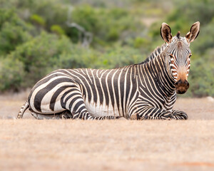 Zebra portrait © Marcel Rudolph-Gajda