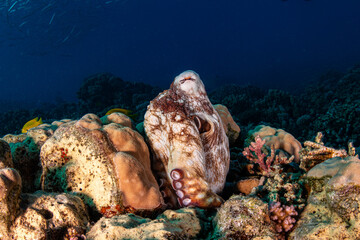 Common octopus, Red Sea, Egypt © Marcel Rudolph-Gajda