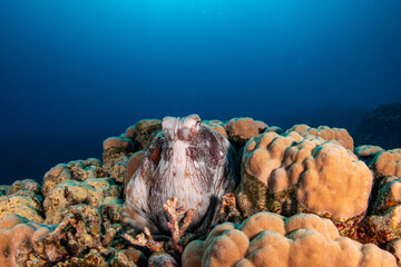 Common octopus, Red Sea, Egypt © Marcel Rudolph-Gajda
