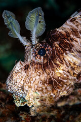 Fish close-up: Lionfish © Marcel Rudolph-Gajda