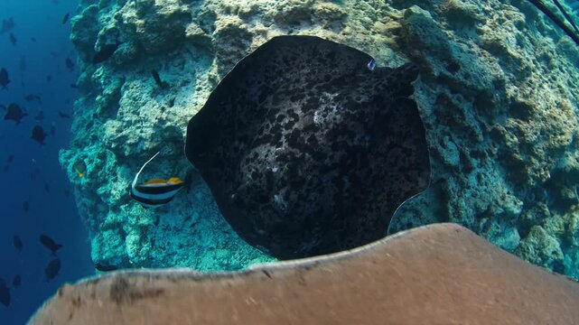Underwater shot of a huge stingray moving past a rock formation with