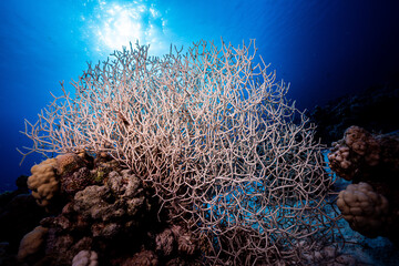 Coral in Red Sea © Marcel Rudolph-Gajda
