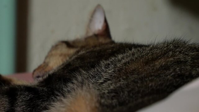 Cat Fur Close Up Breathing Slowly, Sleeping Feline Back and Ear in Soft Focus