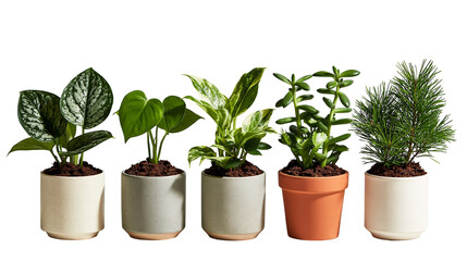 Five small indoor potted plants with green leaves in ceramic and terracotta pots © Thaddeus