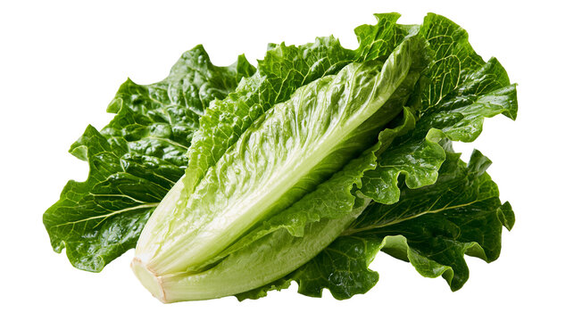 Fresh crisp green romaine lettuce head with vibrant crinkled leaves