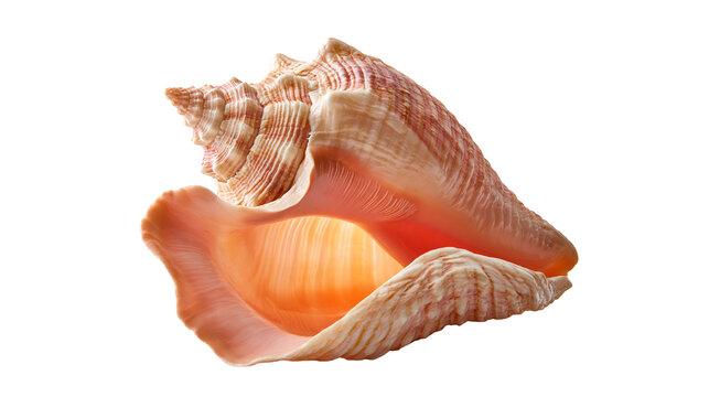 Pink and orange spiral conch seashell with textured ridges