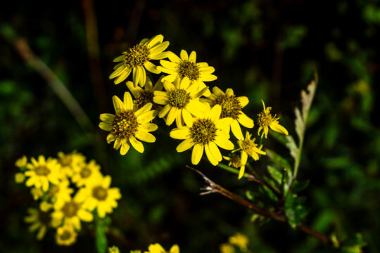 Common ragwort flower