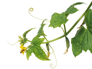 Cucumber Vine with Yellow Flowers Young Fruit and Pollinating Honeybee © Asif