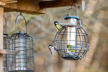 Great tits and coal tit feeding at hanging garden bird feeders © Tosh Lubek