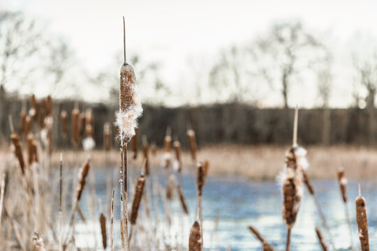 Cattails releasing fluffy seeds at wildlife pond edge in winter