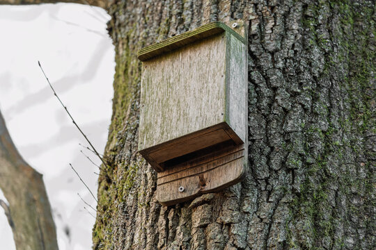 Wooden bat box mounted on mature tree trunk in winter