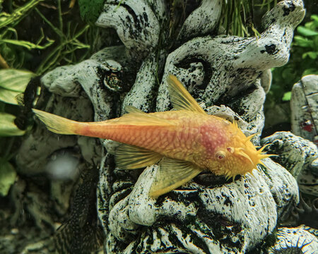 Albino Bushynose Pleco (Ancistrus sp.) in aquuarium