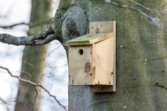 Wooden bird nesting box with round entrance hole on mature tree