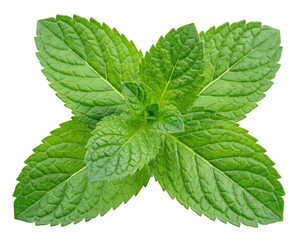 Fresh Green Mint Leaves Sprig © Asif