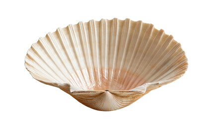Large open fan shaped scallop shell with ribbed texture and beige color © Ophelia