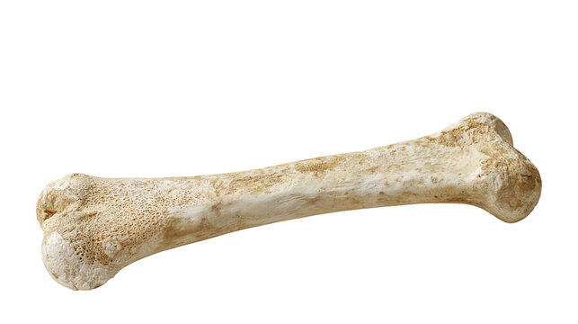 Ancient weathered human femur bone with porous texture and beige patina