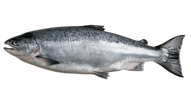 Fresh whole Atlantic salmon fish with silver scales and dark spotted patterns