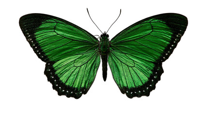 Vibrant emerald green butterfly with black wing edges and delicate vein patterns © Ophelia