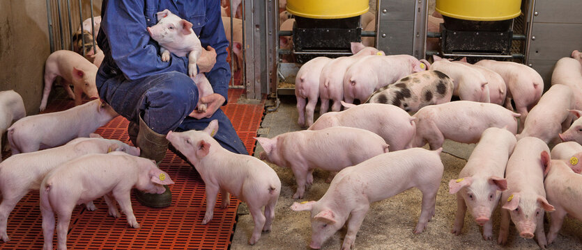 Dutch farmer in pig stable or barn holding a young piglet in his hands. Pig farm and pig farmer. Agricultural industry