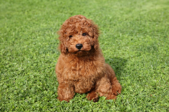 Small apricot poodle puppy sitting on green lawn