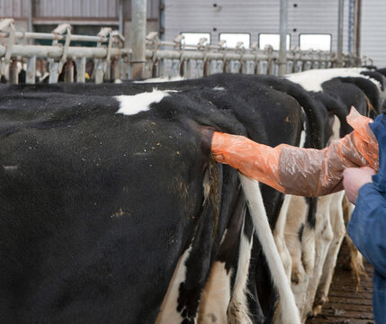 Dutch veterinary doing an internal examination at a cow in a stable. Examining dairy cattle