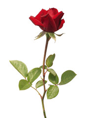 Obraz premium Single vibrant red rose with green leaves and stem