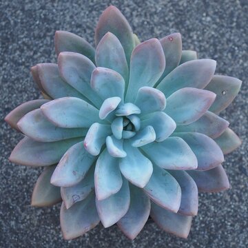 xGraptoveria 'Opalina' mature succulent plant