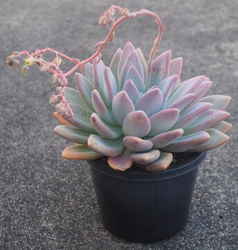 xGraptoveria 'Opalina' mature succulent plant