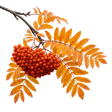 Rowan Orange Red Autumn Berry Cluster