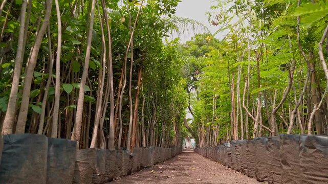 Rows of young trees growing in black nursery bags along a soil path. Dense green foliage forms a natural corridor with plants arranged in orderly lines.