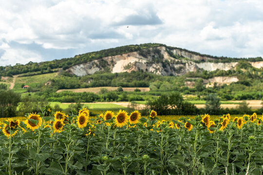Rural Summer Landscape with Sunflowers in Tokaj Region