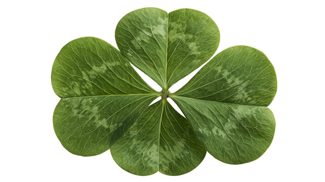 Four leaf clover with green patterned foliage and delicate veins