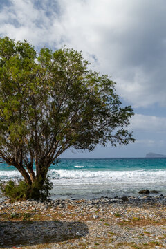 Tree on Beach in Crete, Greece with Turquoise Sea