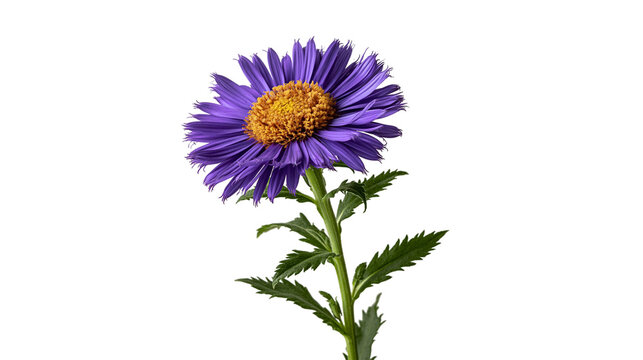 Vibrant purple aster flower with yellow center and green stem with serrated leaves